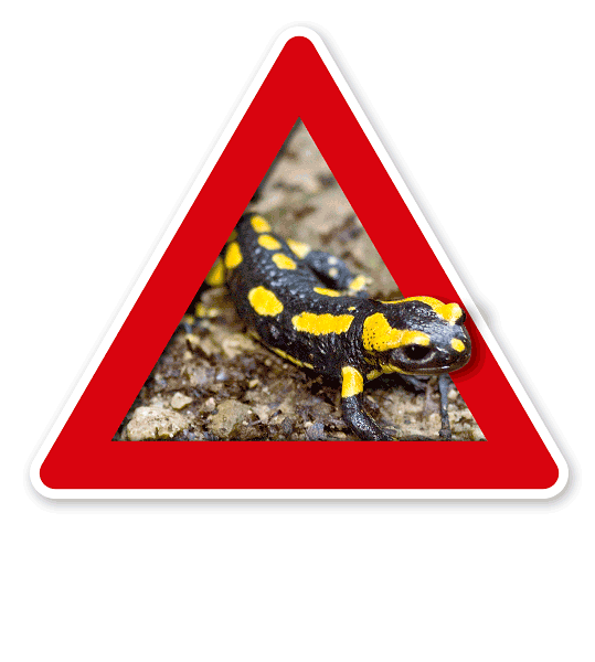 Verkehrsschild Achtung, Salamander (Amphibien) – Tierschutz