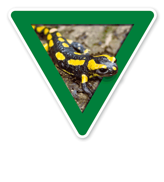Verkehrsschild Vorsicht, Amphibienwanderung, Salamander – Tierschutz (grün)
