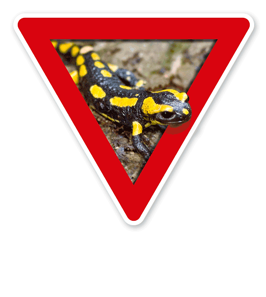 Verkehrsschild Vorsicht, Amphibienwanderung, Salamander – Tierschutz (rot)