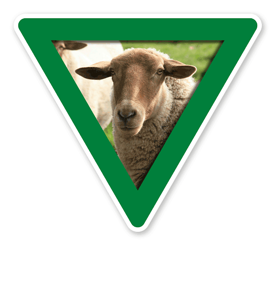 Verkehrsschild Vorsicht, Schafe (grün)